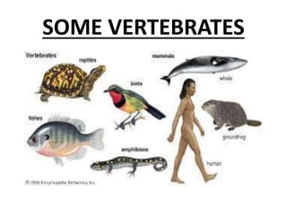 SOME VERTEBRATES 
 