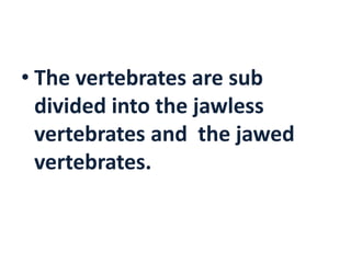• The vertebrates are sub 
divided into the jawless 
vertebrates and the jawed 
vertebrates. 
 