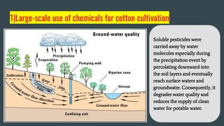 2) Inefficient irrigation systems
Surface and ground
waters are often diverted
to irrigate cotton fields,
leading to fresh...