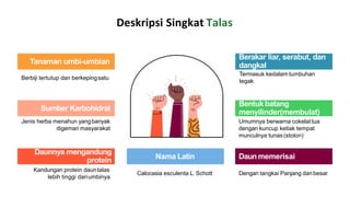 tanaman pangan talas lestari nurul afifah | PPT