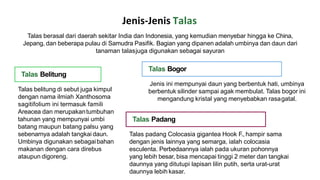 tanaman pangan talas lestari nurul afifah | PPT