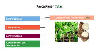 Pasca Panen Talas
1. Pengumpulan
2. Penyortiran
3. Penyimpanan
4. Pengemasan dan
Pengangkutan
Tahapan Proses Pasca Panen Talas
 
