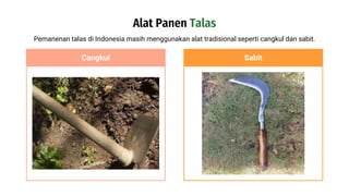 Alat Panen Talas
Pemanenan talas di Indonesia masih menggunakan alat tradisional seperti cangkul dan sabit.
Cangkul Sabit
 
