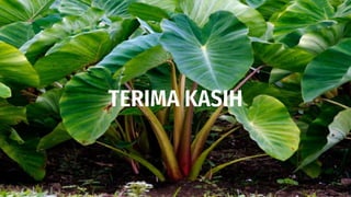 TERIMA KASIH
 