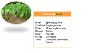 Klasifikasi Talas
Divisi : Spermatophyta
Subdivisi: Angiospermae
Kelas : Monocotyledoneae
Bangsa : Arales
Suku : Araceae
Marga : Colocasia
Jenis : Colocasia esculenta L
Schott
 