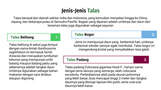 Talas Belitung
Talas belitung di sebut juga kimpul
dengan nama ilmiah Xanthosoma
sagitifolium ini termasuk famili
Areacea dan merupakan tumbuhan
tahunan yang mempunyai umbi
batang maupun batang palsu yang
sebenarnya adalah tangkai daun.
Umbinya digunakan sebagai bahan
makanan dengan cara direbus
ataupun digoreng.
1.
Talas Bogor
Jenis ini mempunyai daun yang berbentuk hati, umbinya
berbentuk silinder sampai agak membulat. Talas bogor ini
mengandung kristal yang menyebabkan rasa gatal.
2.
Talas Padang
Talas padang Colocasia gigantea Hook F., hampir sama
dengan jenis lainnya yang semarga, ialah colocasia
esculenta. Perbedaannya ialah pada ukuran pohonnya
yang lebih besar, bisa mencapai tinggi 2 meter dan tangkai
daunnya yang ditutupi lapisan lilin putih, serta urat-urat
daunnya lebih kasar.
3.
Jenis-Jenis Talas
Talas berasal dari daerah sekitar India dan Indonesia, yang kemudian menyebar hingga ke China,
Jepang, dan beberapa pulau di Samudra Pasifik. Bagian yang dipanen adalah umbinya dan daun dari
tanaman talas juga digunakan sebagai sayuran
 