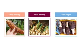 Talas Belitung Talas Padang Talas Bogor
 