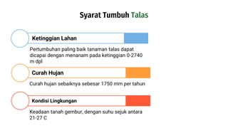 Syarat Tumbuh Talas
Pertumbuhan paling baik tanaman talas dapat
dicapai dengan menanam pada ketinggian 0-2740
m dpl
Ketinggian Lahan
Curah hujan sebaiknya sebesar 1750 mm per tahun
Curah Hujan
Keadaan tanah gembur, dengan suhu sejuk antara
21-27 C
Kondisi Lingkungan
 