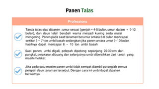 Panen Talas
Professions
Tanda talas siap dipanen : umur sesuai (genjah = 4-5 bulan, umur dalam = 9-12
bulan), dan daun telah berubah warna menjadi kuning serta mulai
mengering. Panen pada saat tanaman berumur antara 6-8 bulan mencapai
sekitar 5 – 7 ton umbi basah sedangkan jika panen antara umur 9 -10 bulan
hasilnya dapat mencapai 8 – 10 ton umbi basah
Saat panen, umbi digali, pelepah dipotong sepanjang 20-30 cm dari
pangkal, perakaran dibuang dan selanjutnya umbi dibersihkan dari tanah yang
masih melekat.
Jika pada satu musim panen umbi tidak sempat diambil potonglah semua
pelepah daun tanaman tersebut. Dengan cara ini umbi dapat dipanen
berikutnya.
 