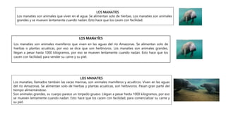 LOS MANATÍES
Los manatíes son animales que viven en el agua. Se alimentan solo de hierbas. Los manatíes son animales
grandes y se mueven lentamente cuando nadan. Esto hace que los cacen con facilidad.
LOS MANATÍES
Los manatíes, llamados también las vacas marinas, son animales mamíferos y acuáticos. Viven en las aguas
del río Amazonas. Se alimentan solo de hierbas y plantas acuáticas, son herbívoros. Pasan gran parte del
tiempo alimentándose.
Son animales grandes, su cuerpo parece un torpedo grueso. Llegan a pesar hasta 1000 kilogramos, por eso
se mueven lentamente cuando nadan. Esto hace que los cacen con facilidad, para comercializar su carne y
su piel.
LOS MANATÍES
Los manatíes son animales mamíferos que viven en las aguas del río Amazonas. Se alimentan solo de
hierbas o plantas acuáticas, por eso se dice que son herbívoros. Los manatíes son animales grandes,
llegan a pesar hasta 1000 kilogramos, por eso se mueven lentamente cuando nadan. Esto hace que los
cacen con facilidad, para vender su carne y su piel.
 