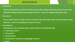  Pemupukan
Pupuk kandang (pukan) sapi atau kambing yang sudah matang, diberikan pada saat tanam dan
diletakkan didalam lubang tanam dengan dosis 20 – 30 ton/ha, tergantung kondisi lahan.
 Pola tanam
Kencur dapat ditanam dengan sistem monokultur dan pada batas-batas tertentu dengan sistem
polikultur, untuk meningkatkan produktivitas lahan.
 Pemeliharaan
Pemeliharaan perlu dilakukan agar tanaman dapat tumbuhdengan baik.
a. Penyiangan gulma
b. Penyulaman
c. Pembumbunan
d. Pengendalian organisme pengganggu tanaman
e. Panen
BOTANI KENCUR
 