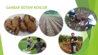 GAMBAR BOTANI KENCUR
 