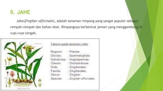 B. JAHE
Jahe(Zingiber officinale), adalah tanaman rimpang yang sangat populer sebagai
rempah-rempah dan bahan obat. Rimpangnya berbentuk jemari yang menggembung di
ruas-ruas tengah.
 