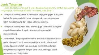 Jenis Tanaman
Jahe dibedakan menjadi 3 jenis berdasarkan ukuran, bentuk dan warna
rimpangnya. Umumnya dikenal 3 varietas jahe, yaitu :
 Jahe putih/kuning besar atau disebut juga jahe gajah atau jahe
badak Rimpangnya lebih besar dan gemuk, ruas rimpangnya
lebih menggembung dari kedua varietas lainnya.
 Jahe putih/kuning kecil atau disebut juga jahe sunti atau jahe
emprit Ruasnya kecil, agak rata sampai agak sedikit
menggembung.
 Jahe merah. Rimpangnya berwarna merah dan lebih kecil dari
pada jahe putih kecil sama seperti jahe kecil, jahe merah
selalu dipanen setelah tua, dan juga memiliki kandungan
minyakatsiri yang sama dengan jahe kecil, sehingga cocok
untuk ramuan obat-obatan
 