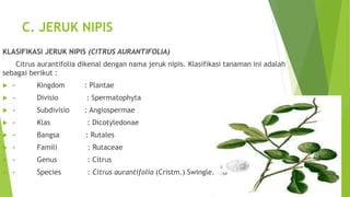 C. JERUK NIPIS
KLASIFIKASI JERUK NIPIS (CITRUS AURANTIFOLIA)
Citrus aurantifolia dikenal dengan nama jeruk nipis. Klasifikasi tanaman ini adalah
sebagai berikut :
 - Kingdom : Plantae
 - Divisio : Spermatophyta
 - Subdivisio : Angiospermae
 - Klas : Dicotyledonae
 - Bangsa : Rutales
 - Famili : Rutaceae
 - Genus : Citrus
 - Species : Citrus aurantifolia (Cristm.) Swingle.
 