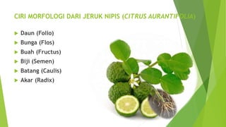 CIRI MORFOLOGI DARI JERUK NIPIS (CITRUS AURANTIFOLIA)
 Daun (Folio)
 Bunga (Flos)
 Buah (Fructus)
 Biji (Semen)
 Batang (Caulis)
 Akar (Radix)
 