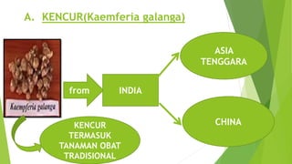 A. KENCUR(Kaemferia galanga)
from INDIA
ASIA
TENGGARA
CHINAKENCUR
TERMASUK
TANAMAN OBAT
TRADISIONAL
 