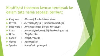 Klasifikasi tanaman kencur termasuk ke
dalam tata nama sebagai berikut:
 Kingdom : Plantae( Tumbuh-tumbuhan)
 Divisio : Spermatophyta ( Tumbuhan berbiji)
 Subdivisio : Angiospermae( Berbiji tertutup)
 Class : Monocotyledonae( Biji berkeping satu)
 Ordo : Zingiberales
 Famili : Zingiberaceae
 Genus : Kaempferia
 Spesies : Kaemferia galanga L.
 