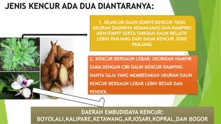 JENIS KENCUR ADA DUA DIANTARANYA:
2. KENCUR BERDAUN LEBAR: DICIRIKAN HAMPIR
SAMA DENGAN CIRI DAUN KENCUR RAMPING
HANYA SAJA YANG MEMBEDAKAN UKURAN DAUN
KENCUR BERDAUN LEBAR LEBIH BESAR DAN
PENDEK.
1. KEaNCUR DAUN SEMPIT:KENCUR YANG
UKURAN DAUNNYA MEMANJANG DAN RAMPING
MENYEMPIT SERTA TANGKAI DAUN RELATIF
LEBIH PANJANG DARI DAUN KENCUR JENIS
PANJANG
DAERAH EMBUDIDAYA KENCUR:
BOYOLALI,KALIPARE,KETAWANG,ARJOSARI,KOPRAL,DAN BOGOR
 