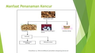 Manfaat Penanaman Kencur
 