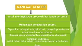 MANFAAT KENCUR
untuk meningkatkan produktivitas lahan pertanian
Menambah penghasilan petani.
Digunakan sebagai minyak atsiri, penyedap makanan
minuman dan obat-obatan.
Rimpang kencur dimanfaatkan sebagai bahan obat nabati
(simplisia) tradisional,
untuk bahan baku industri minuman penyegar serta bumbu
dapur.
 