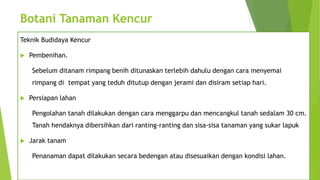 Botani Tanaman Kencur
Teknik Budidaya Kencur
 Pembenihan.
Sebelum ditanam rimpang benih ditunaskan terlebih dahulu dengan cara menyemai
rimpang di tempat yang teduh ditutup dengan jerami dan disiram setiap hari.
 Persiapan lahan
Pengolahan tanah dilakukan dengan cara menggarpu dan mencangkul tanah sedalam 30 cm.
Tanah hendaknya dibersihkan dari ranting-ranting dan sisa-sisa tanaman yang sukar lapuk
 Jarak tanam
Penanaman dapat dilakukan secara bedengan atau disesuaikan dengan kondisi lahan.
 