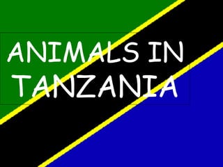 ANIMALS IN
TANZANIA
 