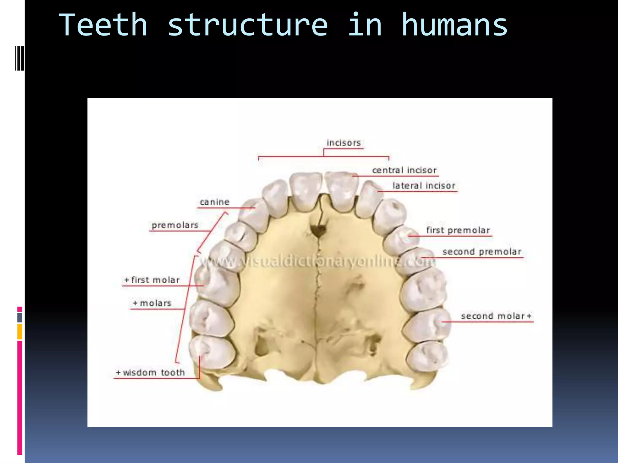Point Tooth Std Ppt teeth structure | PPTX