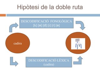 Hipòtesi de la doble ruta
DESCODIFICACIÓ FONOLÒGICA
[k] [ǝ] [ɗ] [i] [ɾ] [ǝ]

cadira

DESCODIFICACIÓ LÈXICA
(cadira)

 
