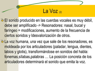 La Voz (2)
El sonido producido en las cuerdas vocales es muy débil,
debe ser amplificado -> Resonadores: nasal, bucal y
faríngeo = modificaciones, aumento de la frecuencia de
ciertos sonidos y ldesvalorización de otros.
La voz humana, una vez que sale de los resonadores, es
moldeada por los articuladores (paladar, lengua, dientes,
labios y glotis), transformándose en sonidos del habla:
fonemas,sílabas,palabras … La posición concreta de los
articuladores determinará el sonido que emita la voz.

 