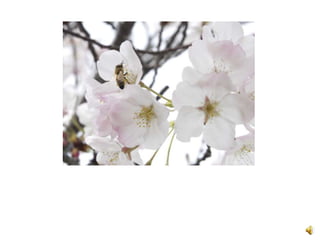 Ppt test
