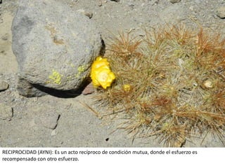 RECIPROCIDAD (AYNI): Es un acto recíproco de condición mutua, donde el esfuerzo es
recompensado con otro esfuerzo.
 