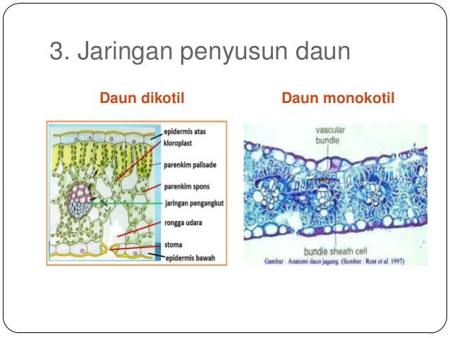 Ppt Tgt