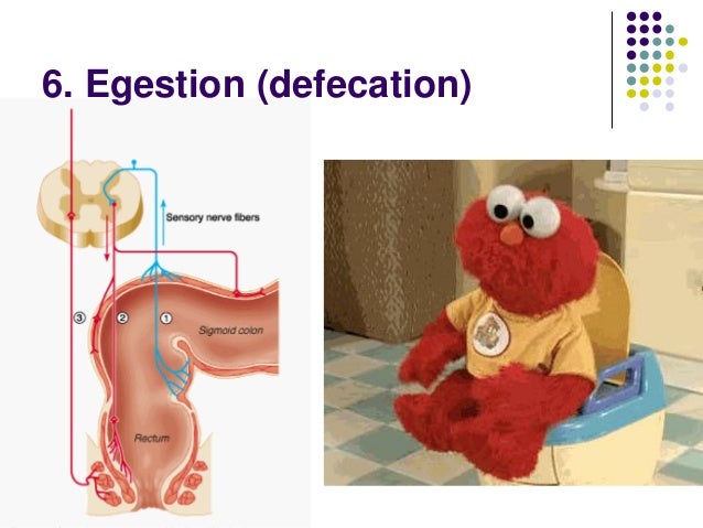 Ppt the digestive system jmbf