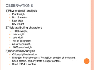 PPT THESIS Physiological and biochemical response of Maize | PPTX