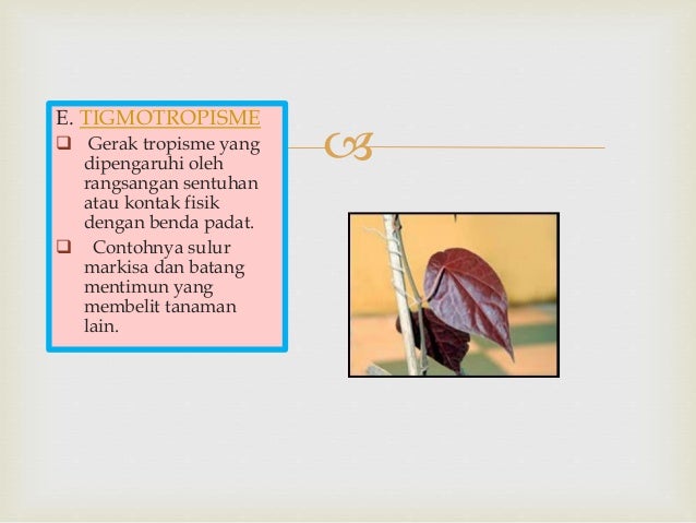 Gerak Pada Tumbuhan Untuk Kelas 8 SMP/MTs