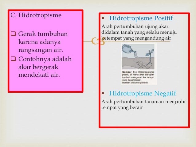 Gerak Pada Tumbuhan Untuk Kelas 8 SMP/MTs