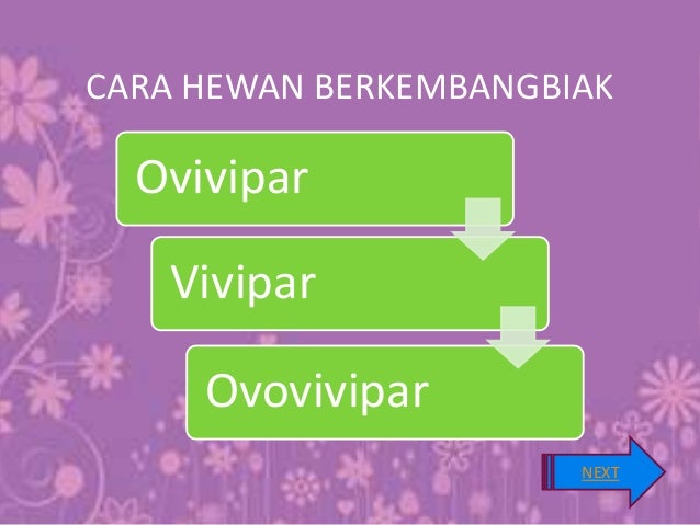  Contoh Gambar Hewan Ovipar Vivipar Dan Ovovivipar  Gambar  