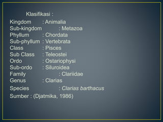 Klasifikasi :
Kingdom : Animalia
Sub-kingdom : Metazoa
Phyllum : Chordata
Sub-phyllum : Vertebrata
Class : Pisces
Sub Clas...