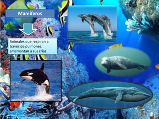 Mamíferos
Animales que respiran a
través de pulmones,
amamantan a sus crías.