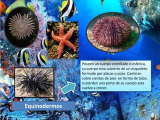 Equinodermos
Poseen un cuerpo estrellado o esférica,
su cuerpo esta cubierto de un esqueleto
formado por placas o púas. Caminan
sobre cientos de pies en forma de tubo,
si pierden una parte de su cuerpo esta
vuelve a crecer.