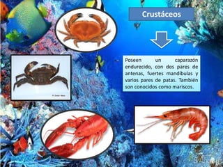 Crustáceos
Poseen un caparazón
endurecido, con dos pares de
antenas, fuertes mandíbulas y
varios pares de patas. También
son conocidos como mariscos.