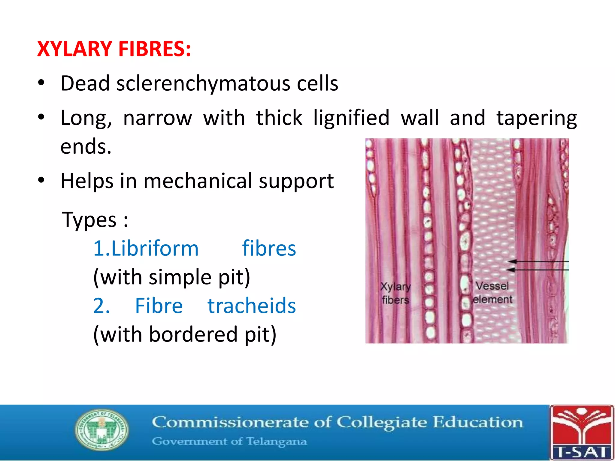 Tissue System Classification Plant tissue systems | PPTX