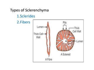 Types of Sclerenchyma
1.Sclerides
2.Fibers
 