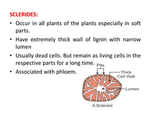 SCLERIDES:
• Occur in all plants of the plants especially in soft
parts.
• Have extremely thick wall of lignin with narrow
lumen
• Usually dead cells. But remain as living cells in the
respective parts for a long time.
• Associated with phloem.
 