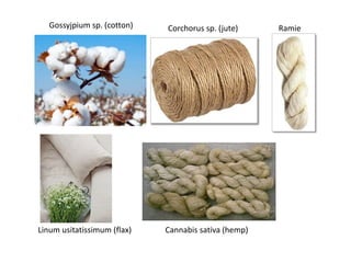 Cannabis sativa (hemp)
Gossyjpium sp. (cotton) Corchorus sp. (jute) Ramie
Linum usitatissimum (flax)
 