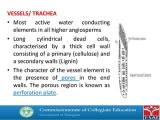 VESSELS/ TRACHEA
• Most active water conducting
elements in all higher angiosperms
• Long cylindrical dead cells,
characterised by a thick cell wall
consisting of a primary (cellulose) and
a secondary walls (Lignin)
• The character of the vessel element is
the presence of pores in the end
walls. The porous region is known as
perforation plate.
 