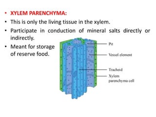 • XYLEM PARENCHYMA:
• This is only the living tissue in the xylem.
• Participate in conduction of mineral salts directly or
indirectly.
• Meant for storage
of reserve food.
 