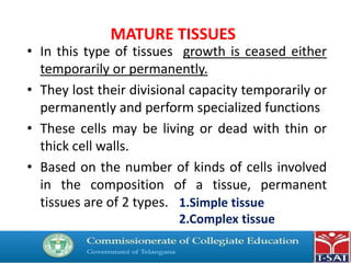 MATURE TISSUES
• In this type of tissues growth is ceased either
temporarily or permanently.
• They lost their divisional capacity temporarily or
permanently and perform specialized functions
• These cells may be living or dead with thin or
thick cell walls.
• Based on the number of kinds of cells involved
in the composition of a tissue, permanent
tissues are of 2 types. 1.Simple tissue
2.Complex tissue
 
