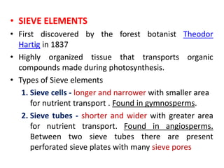 • SIEVE ELEMENTS
• First discovered by the forest botanist Theodor
Hartig in 1837
• Highly organized tissue that transports organic
compounds made during photosynthesis.
• Types of Sieve elements
1. Sieve cells - longer and narrower with smaller area
for nutrient transport . Found in gymnosperms.
2. Sieve tubes - shorter and wider with greater area
for nutrient transport. Found in angiosperms.
Between two sieve tubes there are present
perforated sieve plates with many sieve pores
 